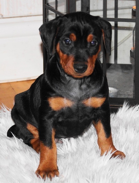 Pinscher * Xélanc Beauty Belissa 6 veckor